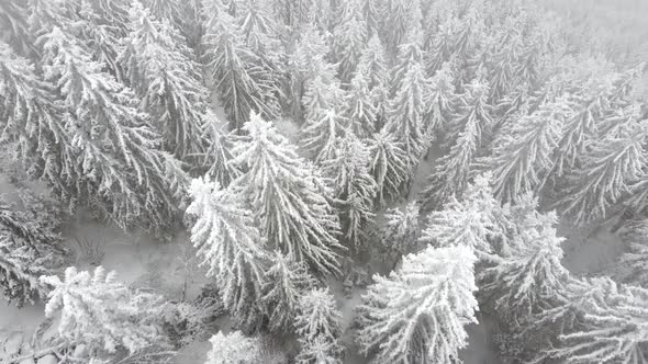 Aerial drone view of beautiful winter scenery with pine trees covered with snow.