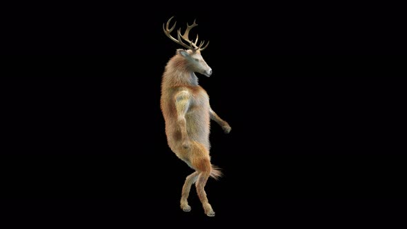 28 Deer Dancing 4K alt