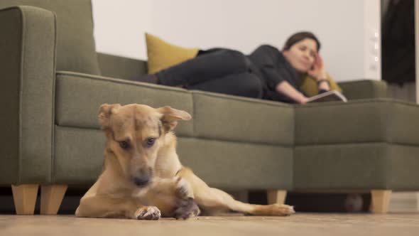 Domestic Dog Gnaws a Bone on the Floor While the Owner Reads a Book on the Couch