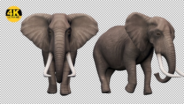 Elephant Walking Pack (Pack of 4)