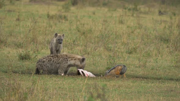 Two spotted hyenas and a black-backed jackal eating alt