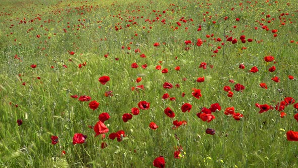 Poppies And Green Nature