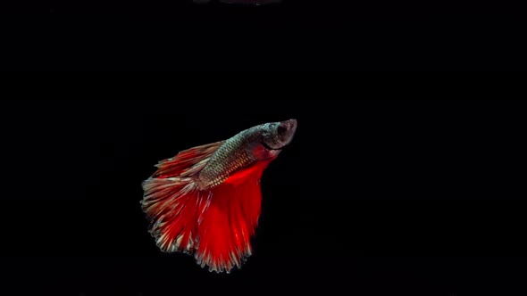 Red and Gold color Siamese fighting fish