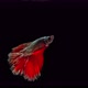 Red and Gold color Siamese fighting fish - VideoHive Item for Sale