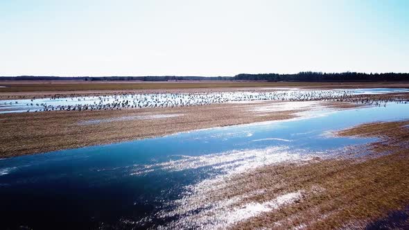 Aerial view of large flock of bean goose (Anser serrirostris) taking off and whooper swans (Cygnus c alt