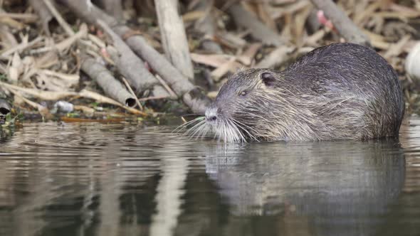 Profile view of a wild brown coypu, myocastor coypus busy eating in a swamp environment while anothe alt