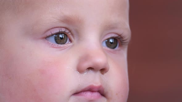 Closeup Portrait of a Caucasian Little Baby She Has Big Bright Eyes alt