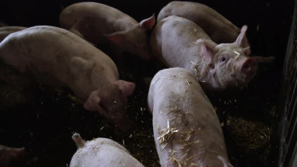 Straw Being Thrown To Pigs On Farm alt