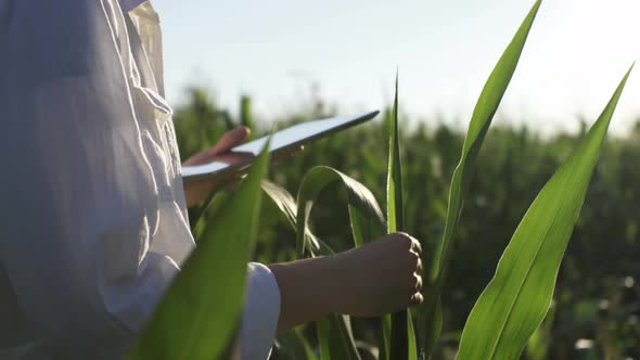 Girl Farmer Gardener Stands In A Corn Field In A White Shirt And Hat, Touches The Leaves alt