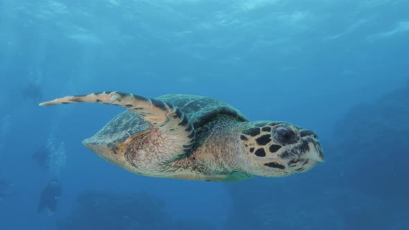 A close-up of a friendly Turtle glides over to look at a scuba diver before swimming away alt