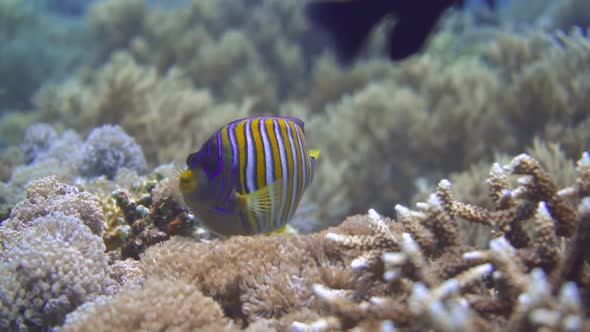 close up shot of a colorful butterfly fish that's swimming close to the sea bottom alt