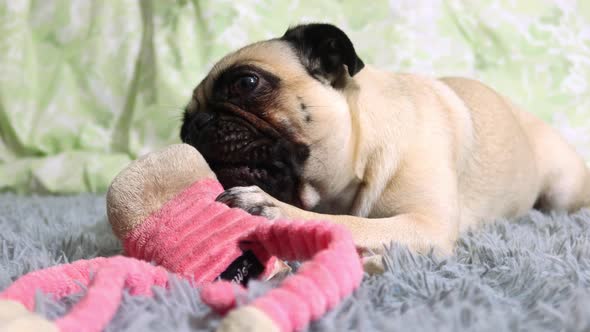 very cute pug playing with her toy alt