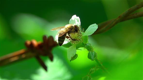 Bee Pollinates Flowers Raspberries 4