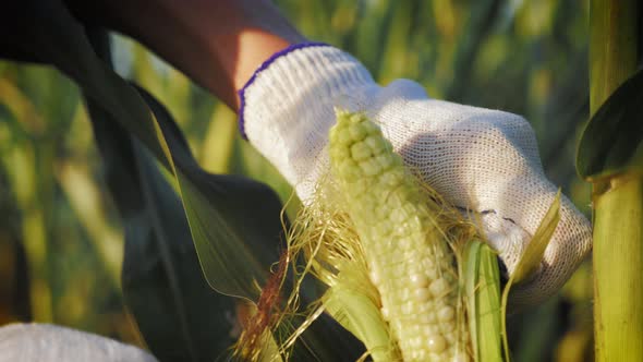 Close Up Corn on the Stalk in the Corn Field alt