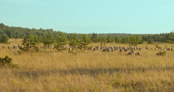 Large Flock of Sheep Walks Across the Plain Pasture of Livestock alt
