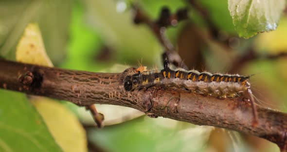 Yellow Tail Moth Euproctis Similis Caterpillar, Goldtail or Swan Moth Sphrageidus Similis alt