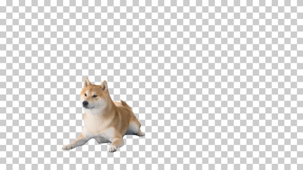 Shiba inu puppy walking away, Alpha Channel alt