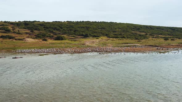 Birds on the shore of Lake Albert, Uganda alt