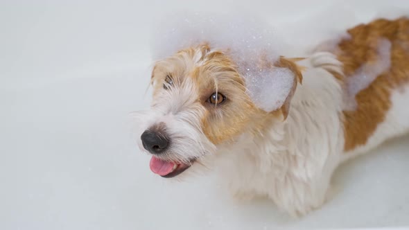 A Jack Russell Terrier dog is standing in a bath of water and soapy suds. Grooming procedure alt