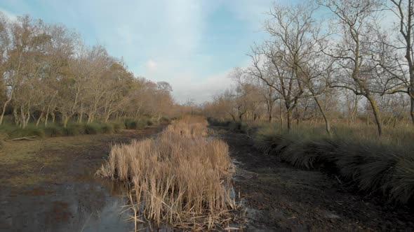 Flood Forest in Autumn