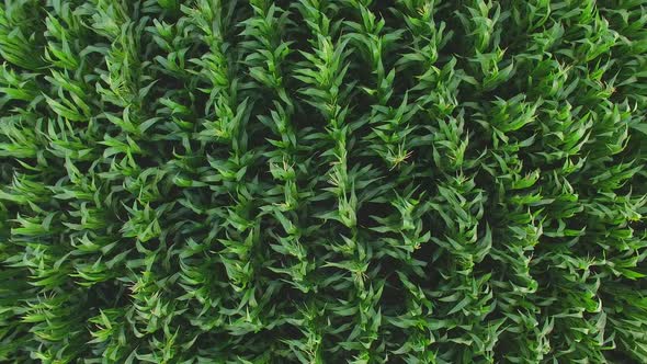 Aerial View of Cornfield. alt