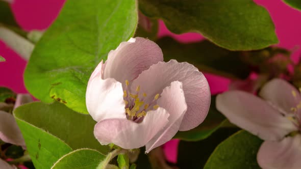 Quince Blossom Timelapse Rotating on Red alt