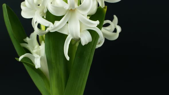 Rotation of a spring flower on a black background. White hyacinth flower rotates 360 alt