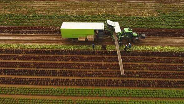 Cabbage Harvesting By Tractor. Field with Rows of Salad. alt