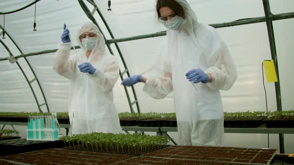 Farmers Tending Growing Crops in Greenhouse