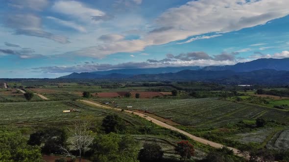 Aerial shot of Country road Country Road, Aerial shot, dji clip road, tropical place, pineapple plan alt