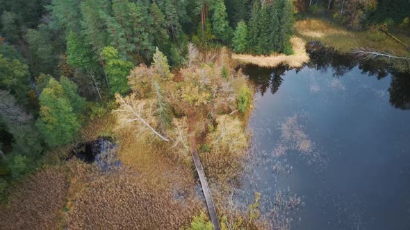 4K Aerial View of Green Pine and Spruce Conifer Treetops Forest and Kalnmuiza lake in Latvia. Colorf alt