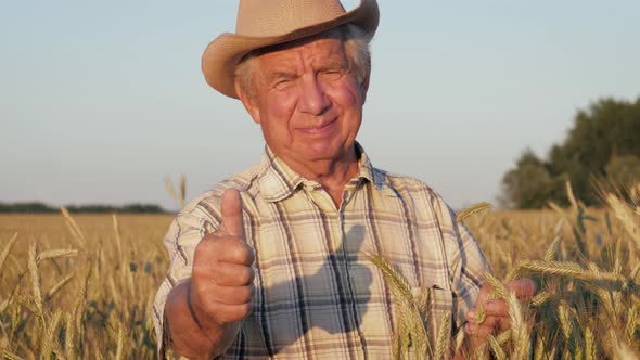 Portrait Of Smiling Elderly Man In Hat Giving A Thumbs Up In Field Of Wheat alt