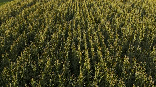 Fly Over Crops of Maize Plants with Flowers alt