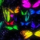 Fullcolor Butterfly - VideoHive Item for Sale