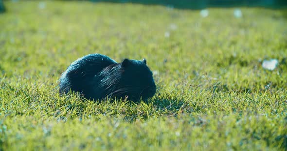 black muskrat is eating something on the green lawn