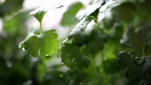 Celery Seedling at Rain