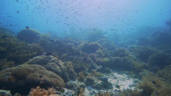 light camera pan over a beautiful coral reef in Raja Ampat alt