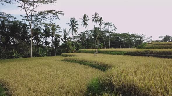 Fly over rice terraces. Rainforest in Indonesia. Palm trees and trees around the rice terraces. Jung alt