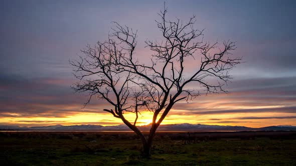 Colorful sunset time lapse as tree is silhouetted against the sky alt