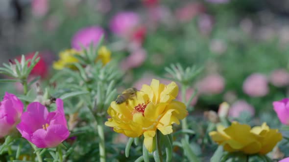Close Up of One Honey Bee Flying Around Honeysuckle Flowers alt