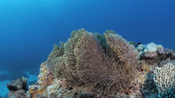 A colorful Anemone attached to a coral reefes gently with the ocean current. Underwater view alt