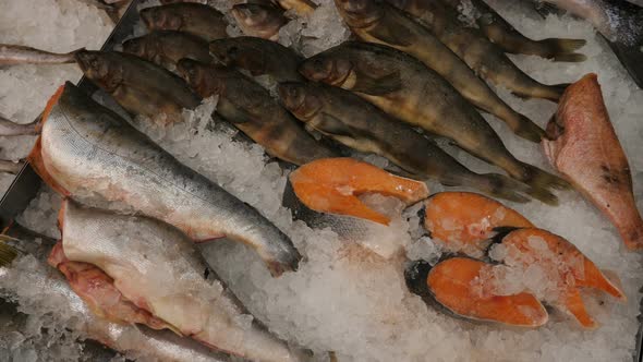 Fish in closeup at grocery store