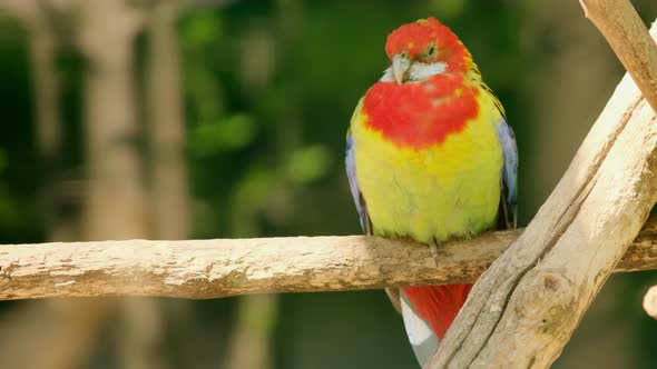 A bright red and yellow eastern rosella or Platycercus eximius parrot or parakeet alt