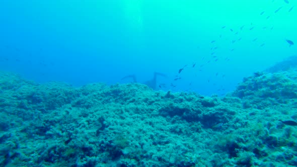 Following a diver into the abyss, surrounded by small fishes. Filmed in realtime at 4k alt