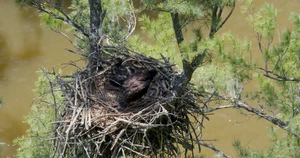 Unusual perspective looking down into a nest with two bald eagle babies high above a raging river. alt