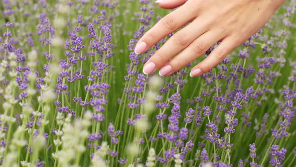 A female hand slowly touches ripe lavender flowers on a lavender field.