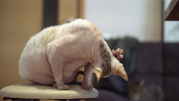 Sphynx cat old cat fat cat alt