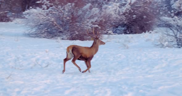 Deer Runs on the Snowy Clearing in Front of the Trees alt