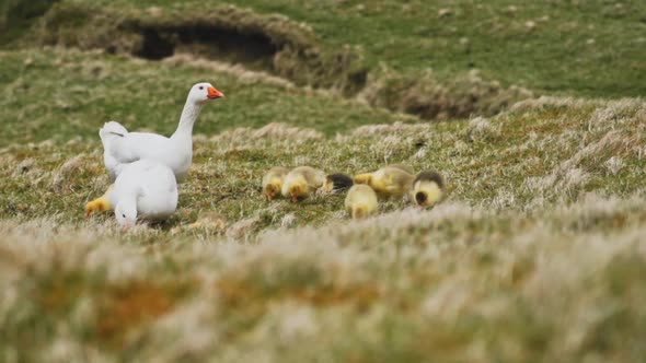 Ducks and Ducklings in Wildlife Park Along Grassy Lands on a Windy Day alt