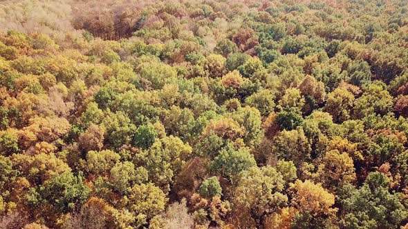 view of the autumn park on the background of the city. Aerial view. Camera motion down alt